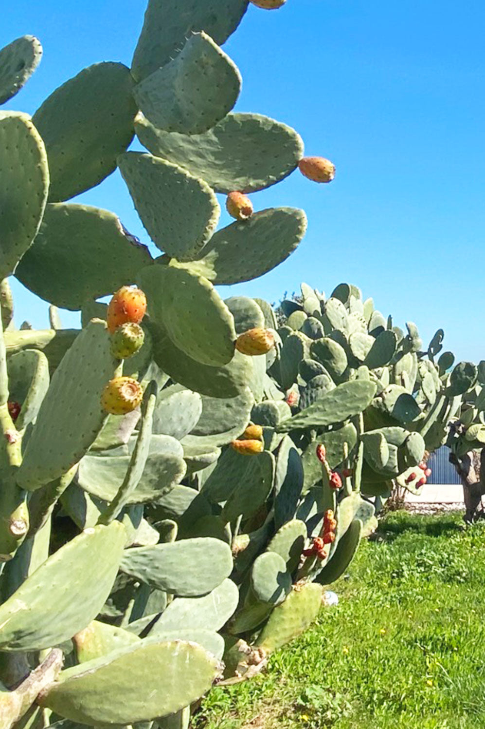 Villa Sole - Bisceglie (BT)